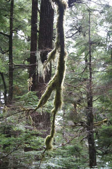 Branch