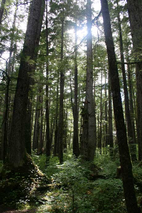 Forest